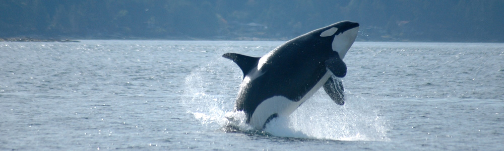 Preclinical GPS: orca breaching image